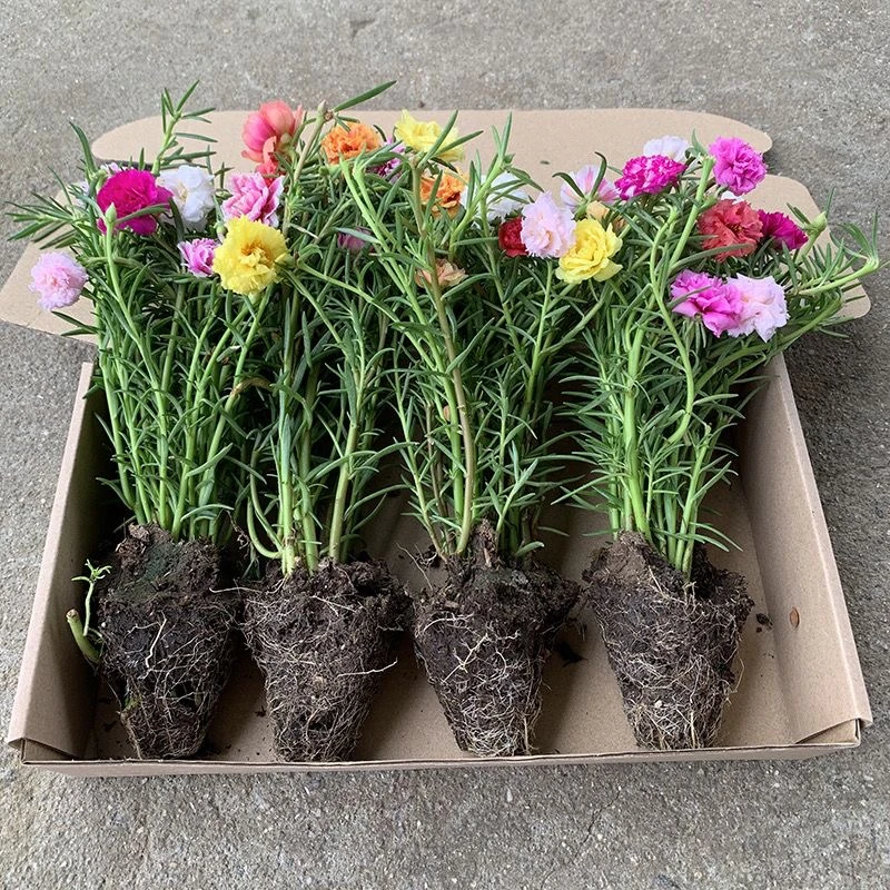 宿根多年生重瓣太阳花苗好养耐晒庭院绿植花卉基地带根带土球直发