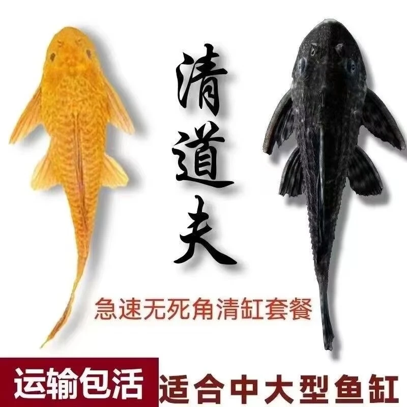 热带观赏鱼清道夫鱼缸清理鱼工具鱼清理鱼缸食物残渣养鱼饲养养殖