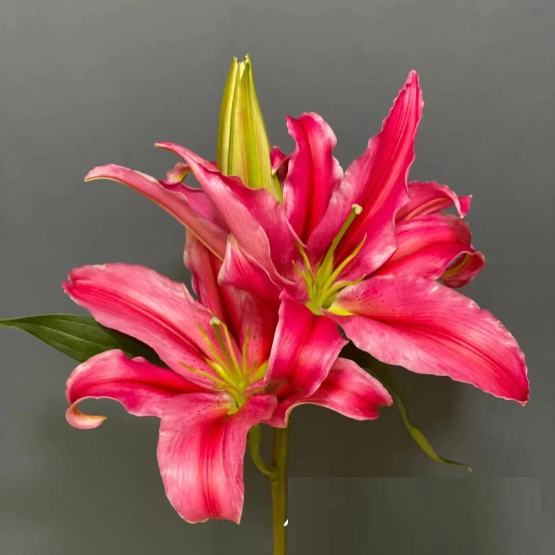 （红中红）红色香水百合东北基地顺丰包邮鲜花鲜切花养护真花插瓶