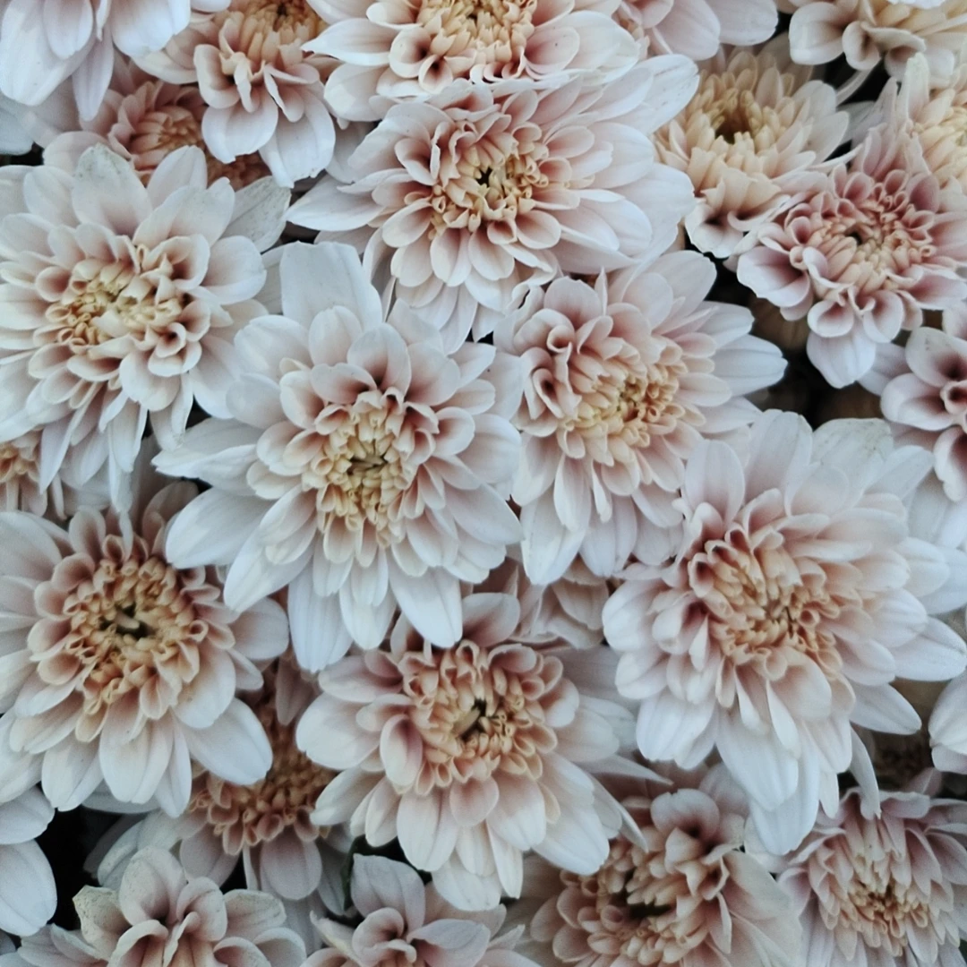 （胭脂）小雏菊水生东北发货产品雏菊彩色顺丰包邮产地直发漂亮新鲜