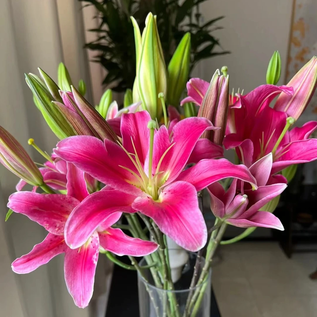 【七彩甄选】西诺红 红色香水百合东北基地顺丰包邮水生鲜切花养护