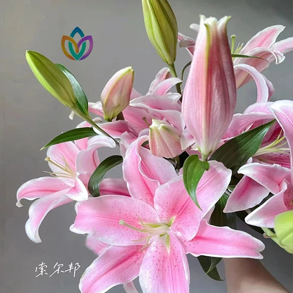 （索尔邦）粉色香水百合东北基地顺丰包邮鲜花水切花养护真花插花
