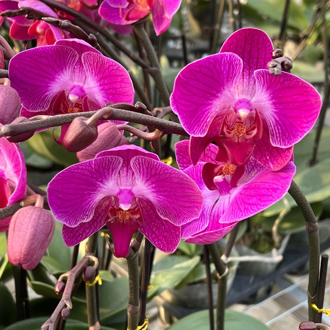 【花之漫】（红星）蝴蝶兰室内高档花卉长花期耐放花卉