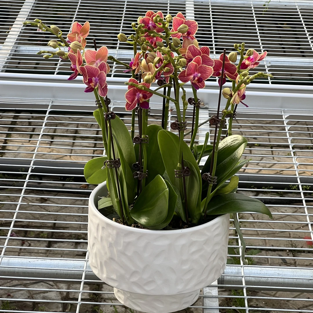 【花之漫】组盆10剑（金边玲珑）蝴蝶兰室内高档花卉长花期耐放