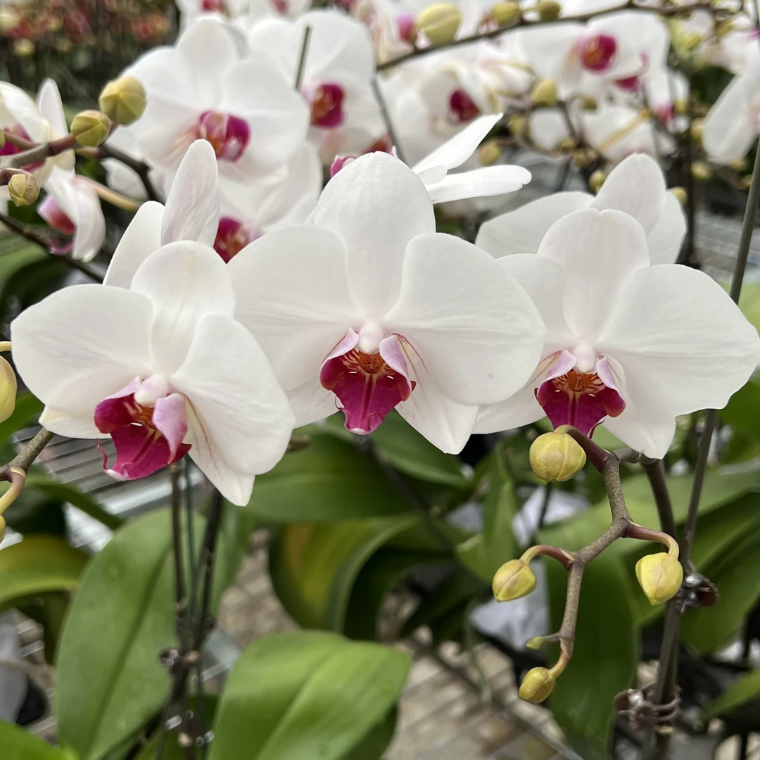 【花之漫】三剑（安祖-哈利法克斯）蝴蝶兰室内高档花卉长花期盆栽