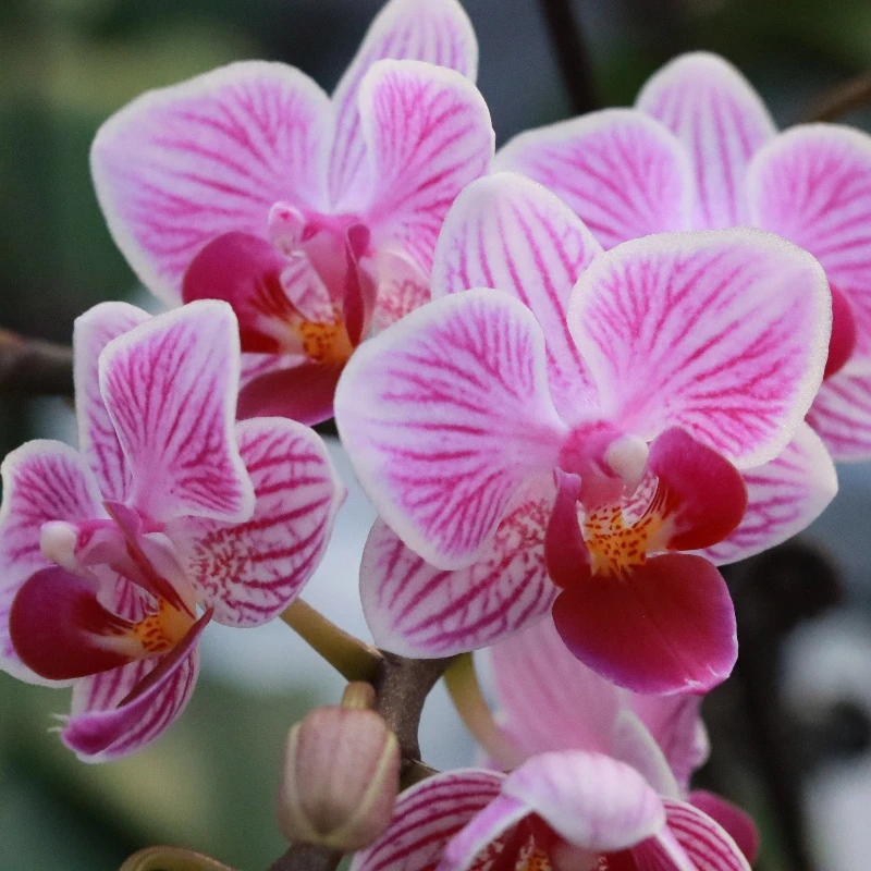 【花之漫】双剑（安祖-萨尔塔）蝴蝶兰室内高档花卉长花期耐放花卉