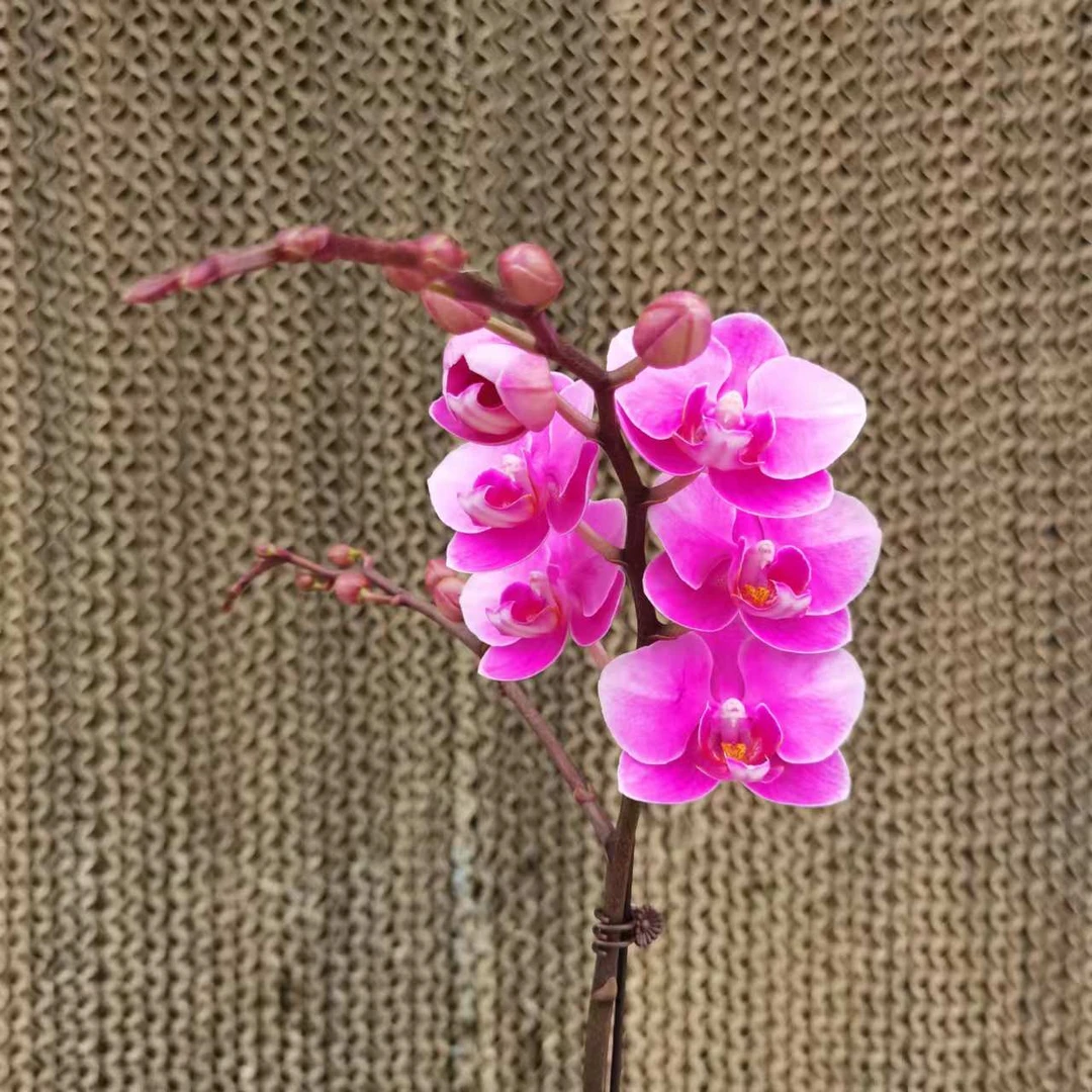 【花之漫】（粉佳人）双侧枝3.5寸杯单剑蝴蝶兰花卉室内阳台桌面盆栽