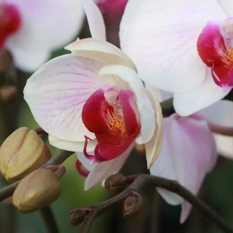 【花之漫】双剑（安祖-丹佛）蝴蝶兰室内高档花卉长花期耐放花卉