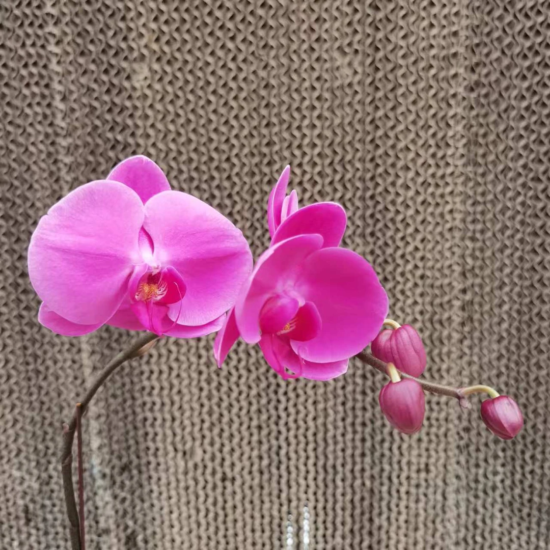 【花之漫】（中国红）无售后3.5寸杯单剑蝴蝶兰花卉室内阳台桌面盆栽