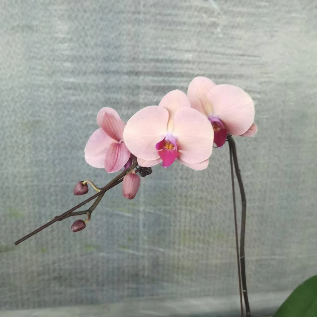 【花之漫】（欣欣向荣）3.0寸杯单剑蝴蝶兰花卉室内阳台桌面盆栽