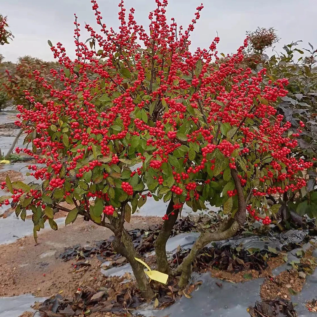 （运输过程中掉少许果不售后）年宵花/北美冬青