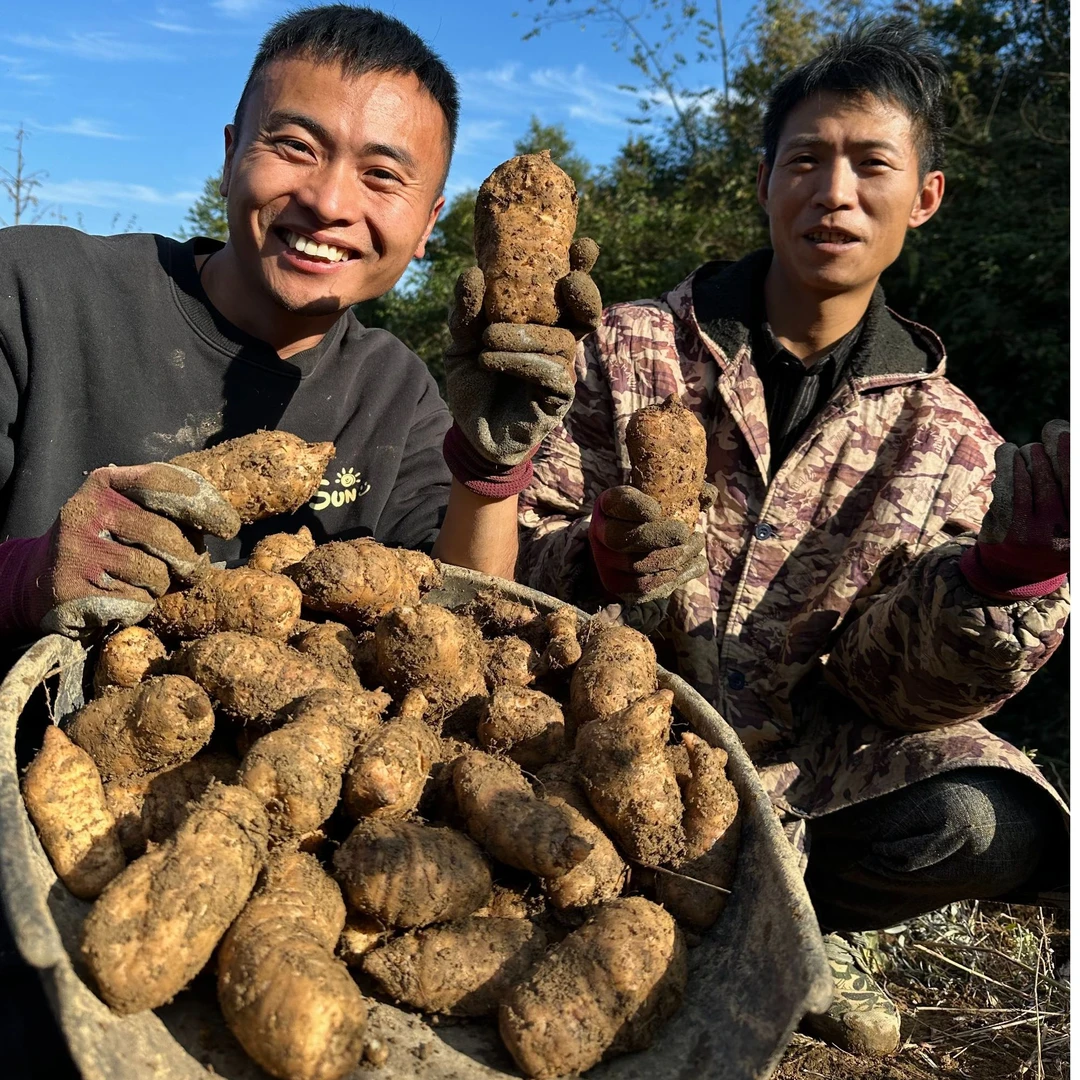 【鲜天麻】正宗云南昭通小草坝天麻3斤，5斤顺丰包邮