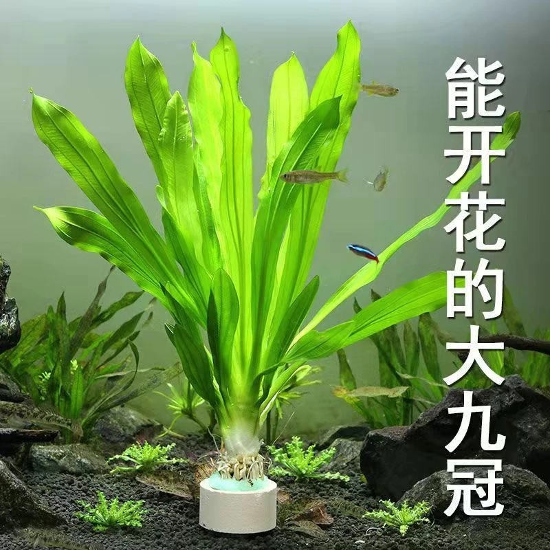 皇冠水草水族箱鱼缸后景造景装饰淡水阴性草懒人植物包邮