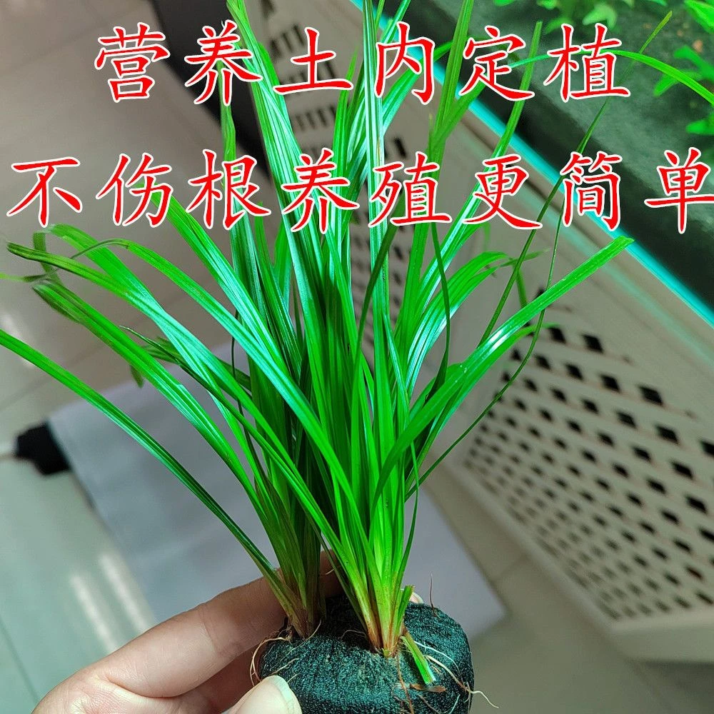 泰国水剑阴性后景绿色带状高水草懒人新手不用二氧化碳新疆包邮