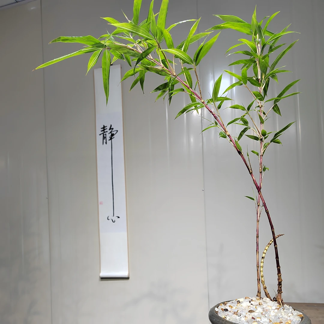 知竹苑竹类盆栽[红寒.朱竹-杆朱红色叶片带艺，紫寒竹-紫红色）