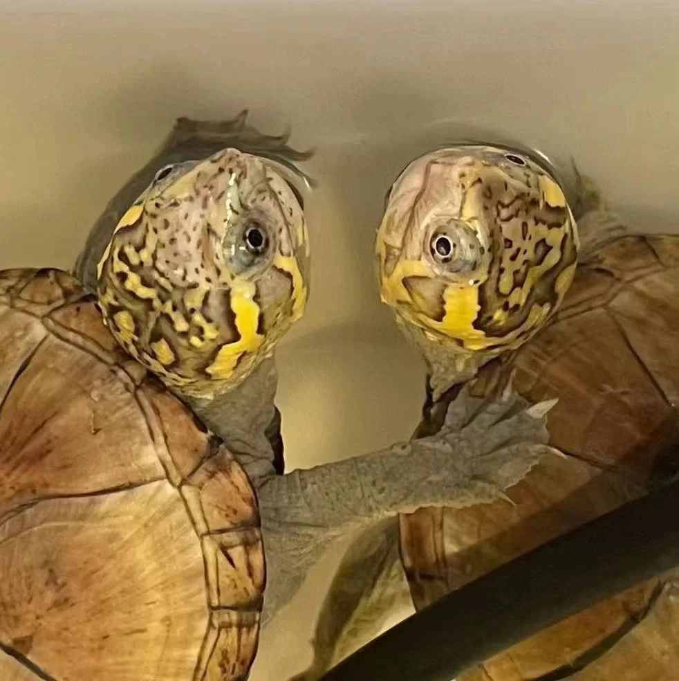 超萌好物头盔泥龟冷水观赏龟深水龟淡水鱼缸宠物龟适合家养的乌龟