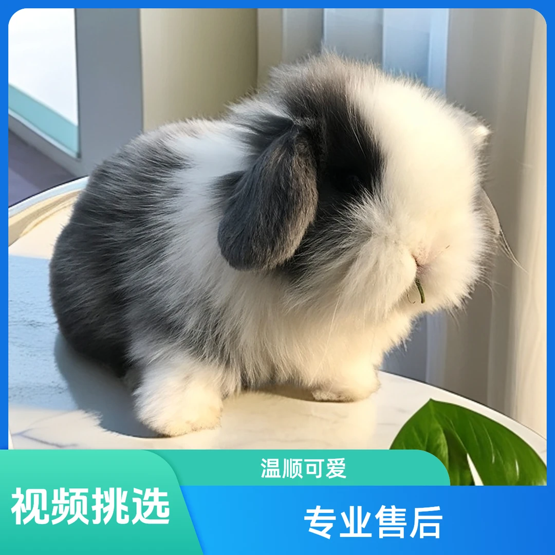 疯狂小兔「超萌好物」垂耳兔活物儿童饲养小宠物宿舍养宠物兔活体