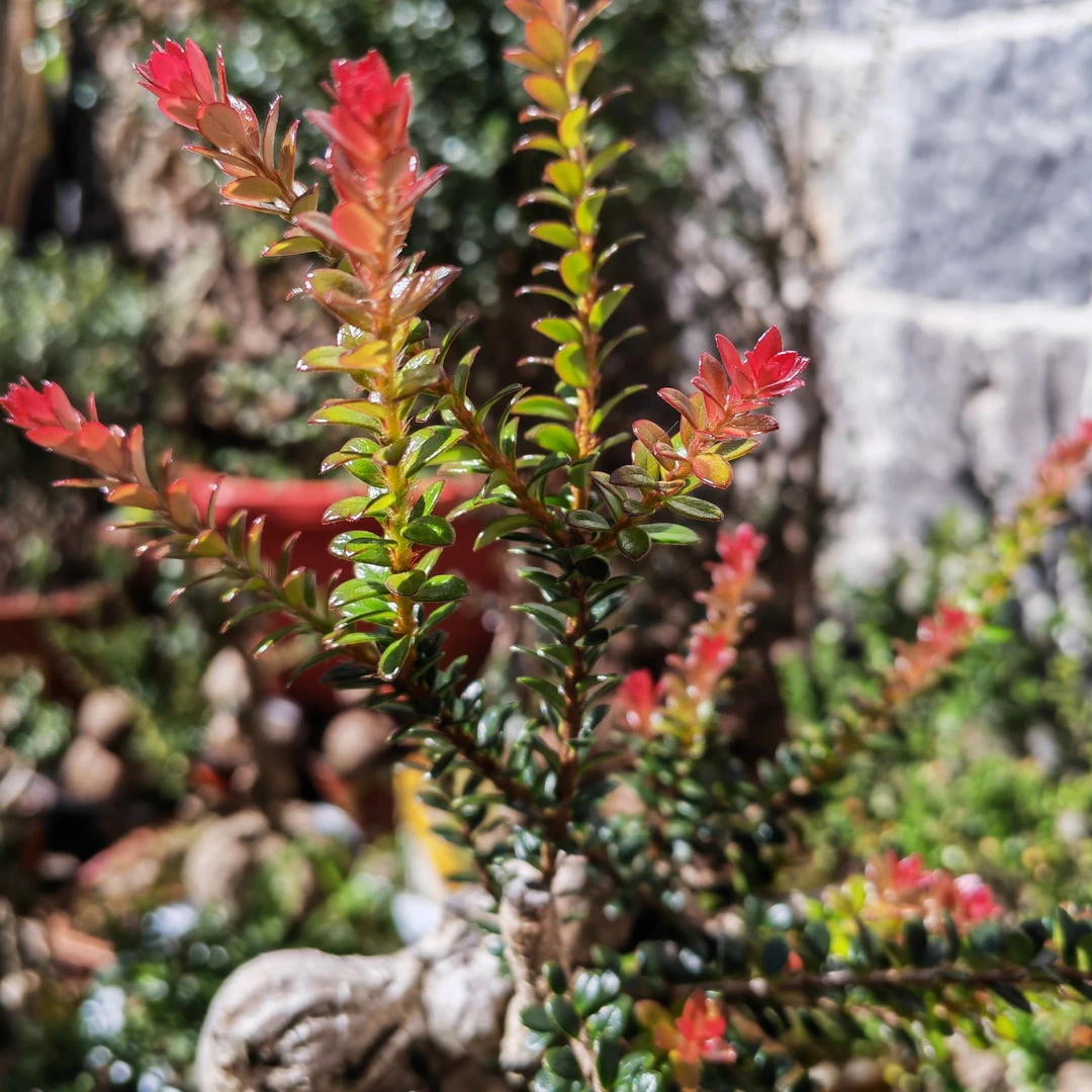 云南红花五翅梅微盆景（家用绿植）