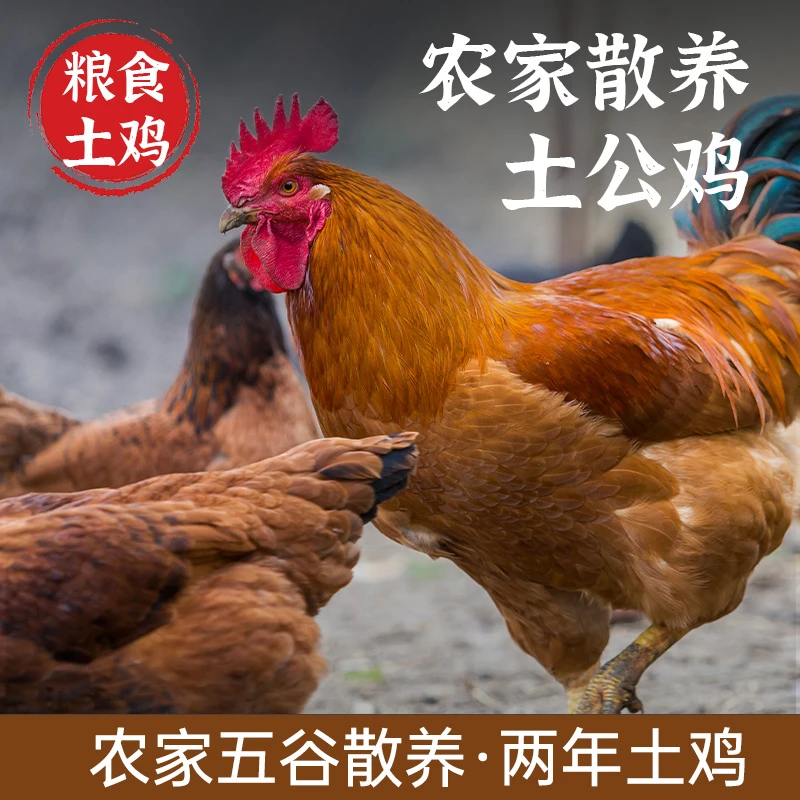 大公鸡 重庆老乡自己养的