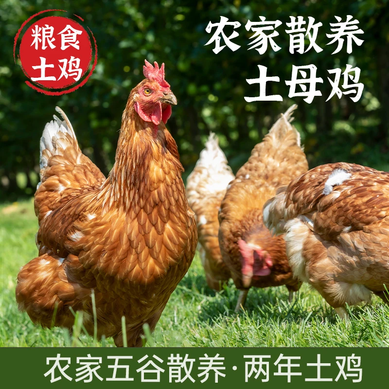 土鸡重庆老乡自己喂的1
