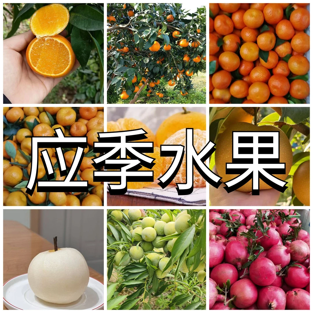 重庆应季水果红橘碰柑橙子
