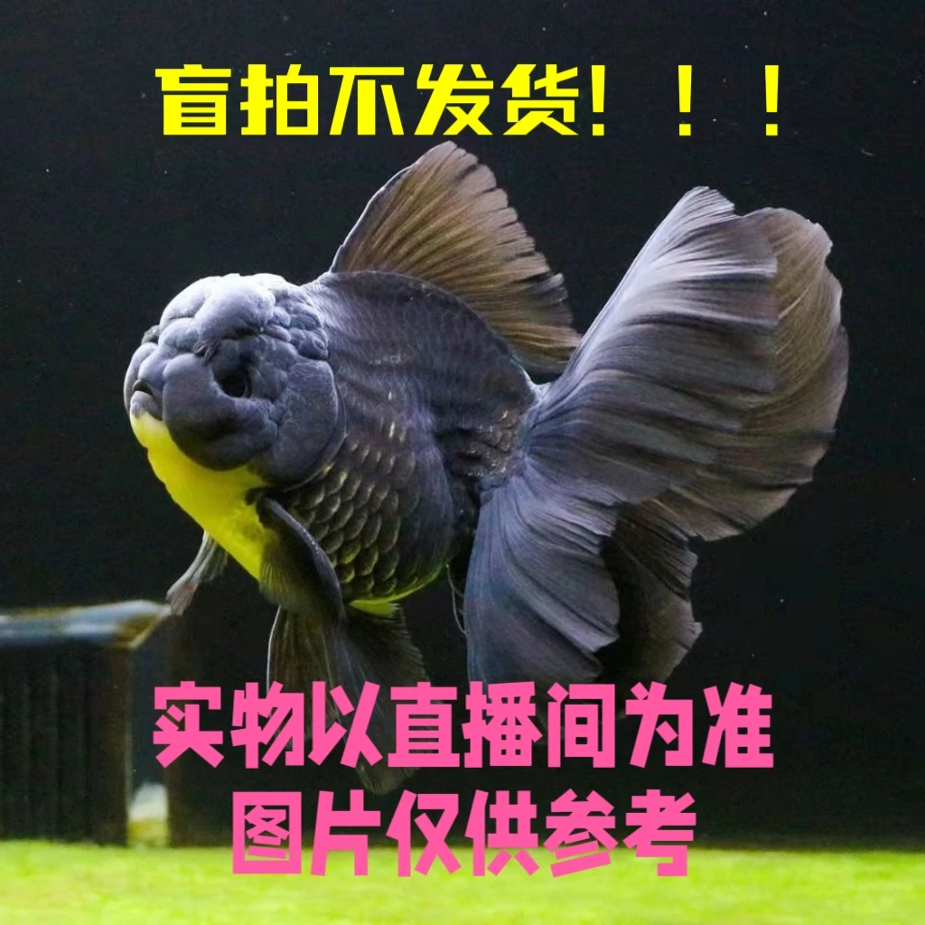 精品泰狮观赏鱼活体金鱼直播专用链接