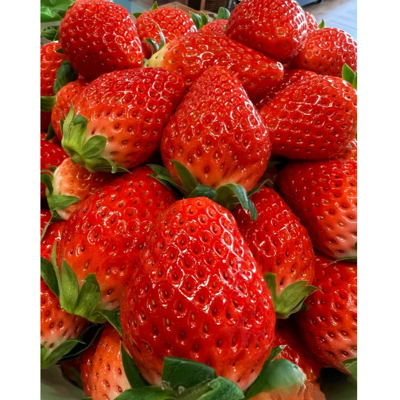 【草莓】新上市奶油草莓500克