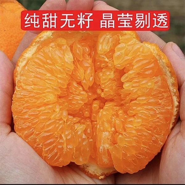 【即墨融媒】四川耙耙柑果园乡村直发皮薄易剥肉质多汁新鲜香甜