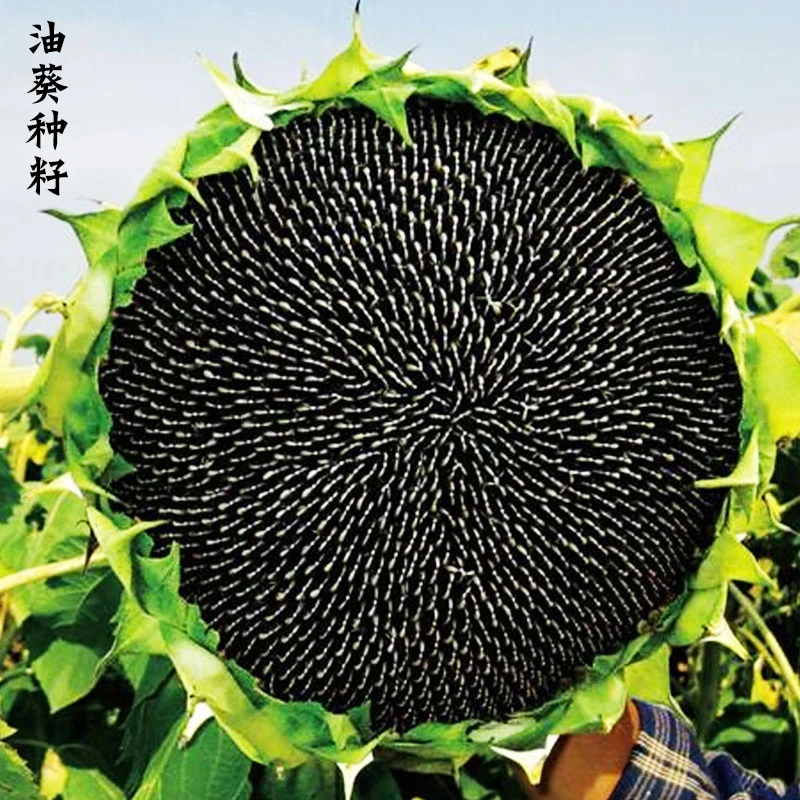 油葵种子矮大头食用向日葵种子高产大粒高榨油四季观赏种孑