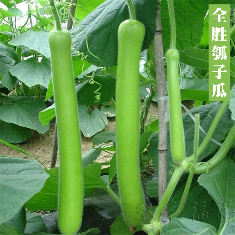 瓠瓜种子长短户子种籽高产早生瓢子瓜四季简单蒲瓜春季秋蔬菜种孑