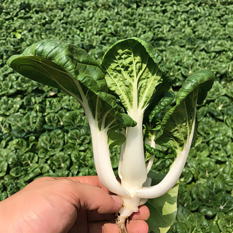 速生奶油矮白菜种子四季耐热蔬菜
