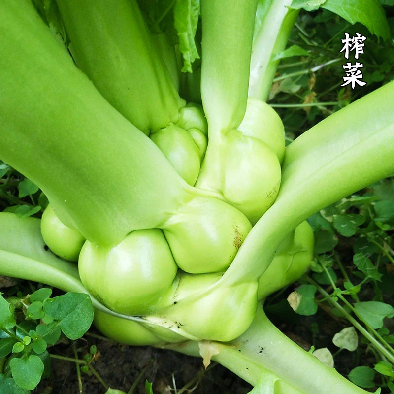 榨菜种子种籽四川特大光头菜芥菜春季蔬菜种籽孑芥菜种籽种播种