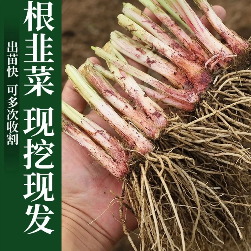 现挖韭菜根独根红款叶紫根韭菜苗种子头茬阳台盆栽