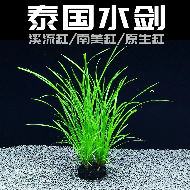 泰国水剑鱼缸溪流缸原生缸南美缸造景水草植物后景阴性淡水坨草