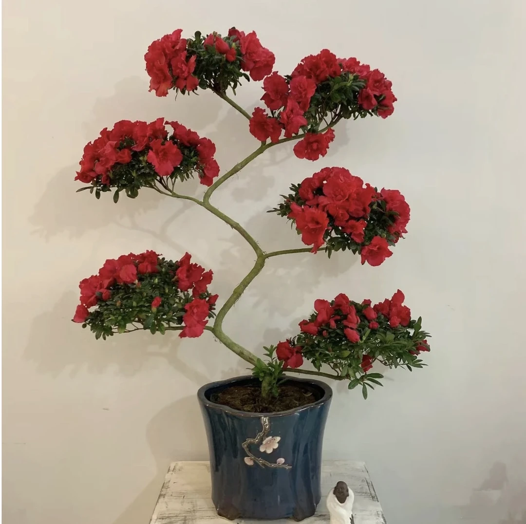 游龙造型老桩杜鹃花，直播间一物一拍特惠链接