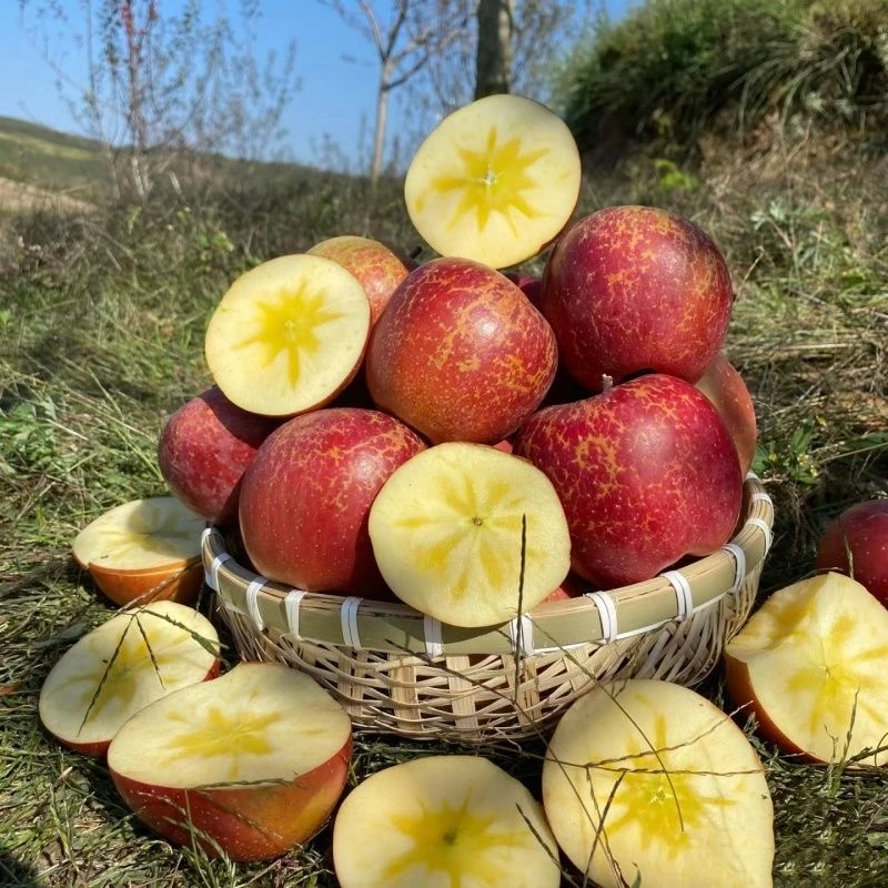 云南正宗昭通丑苹果冰糖心苹果3/5斤 整箱包邮 脆甜多汁 坏果包赔