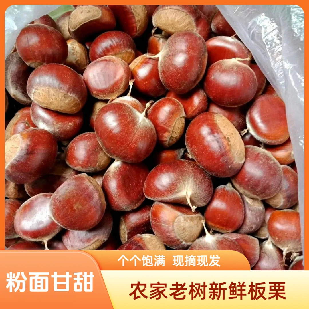 农家野生高山老树板粟毛粟子口感软糯香甜皮薄肉黄不粘