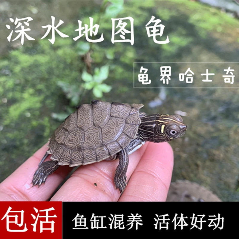 地图龟深水龟外塘活体小乌龟活物宠物龟苗招财龟活体龟观赏龟