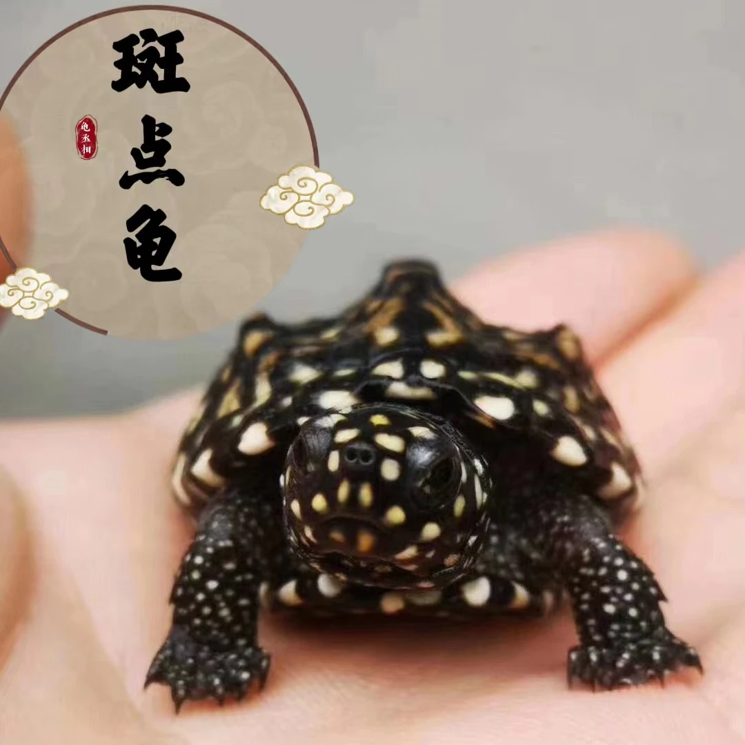 斑点龟满天星黑池龟苗活体观赏乌龟深水小马达斑点池龟宠物龟