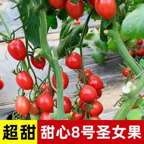 番茄苗子甜心八号千禧瀑布小黑大粉普罗旺斯番茄蔬菜苗子盆栽地栽
