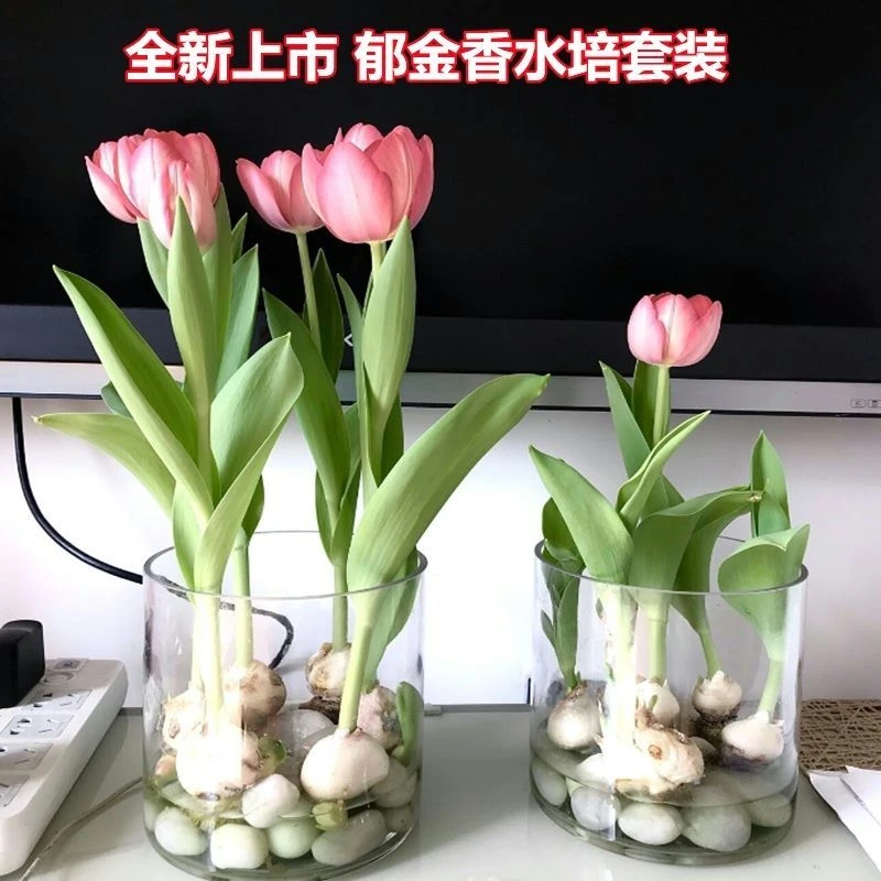 荷兰进口郁金香水培土培大球耐寒植物盆栽室内学生宿舍盆栽手捧花