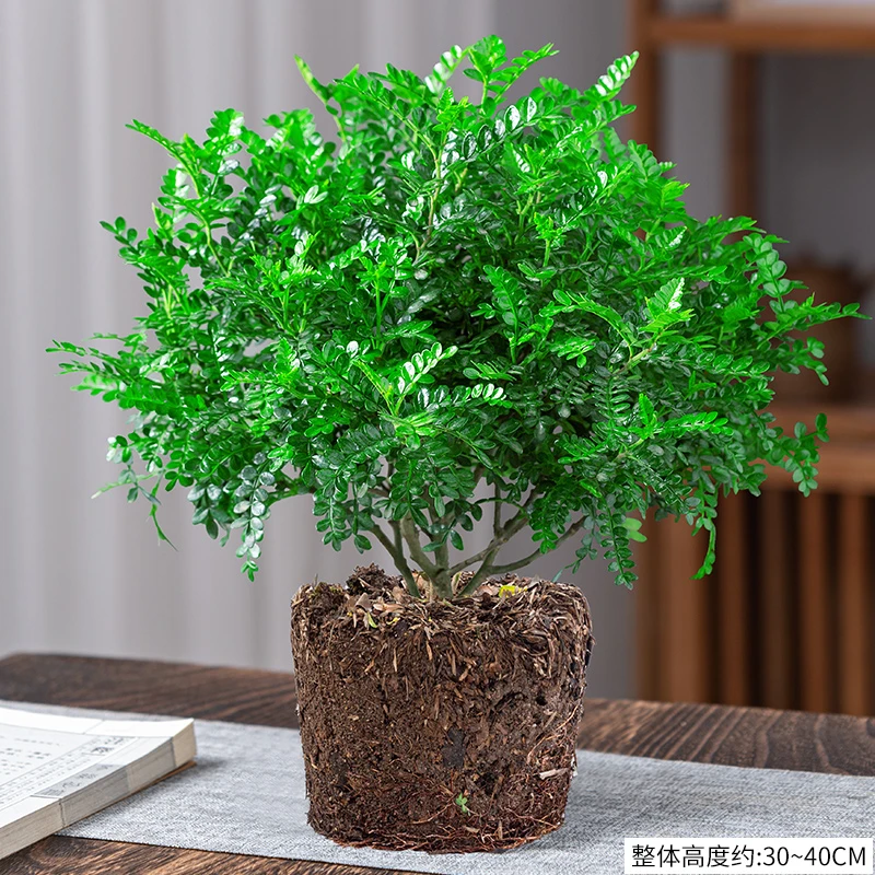 清香胡椒木盆栽花卉好养植物室内外驱蚊草办公桌盆景净化空气绿植