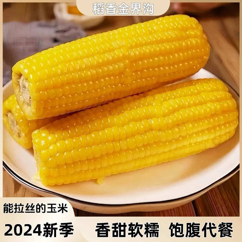 【2024新季玉米】东北黄糯玉米250-320g整箱10根香甜软糯[试吃一根]