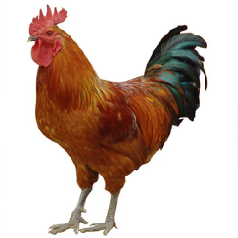 农场直发净重5斤散养鲁西大公鸡