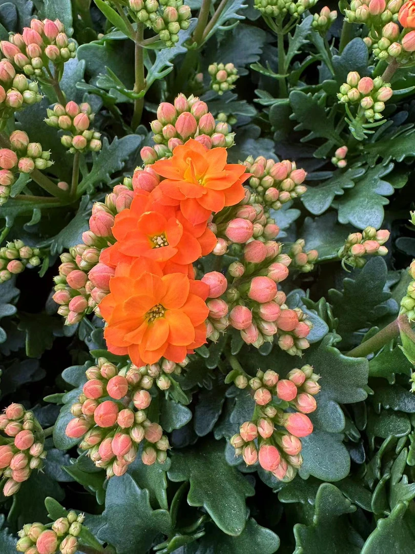 索尔丹【少部分开花状态发货】客厅阳台办公桌盆栽清新温雅美观长寿