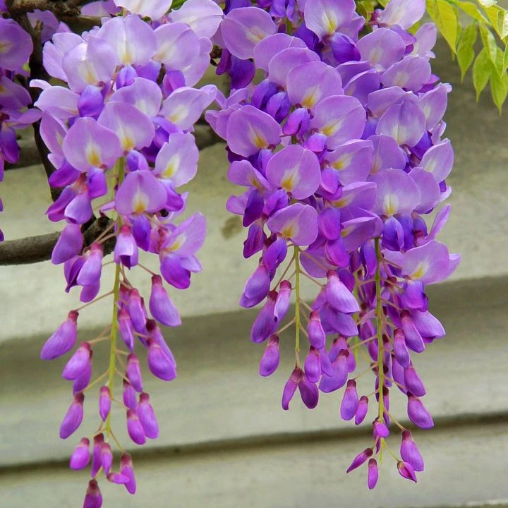 紫藤花树苗爬藤植物多花紫藤萝花苗庭院造景地栽老桩耐寒耐冻花卉