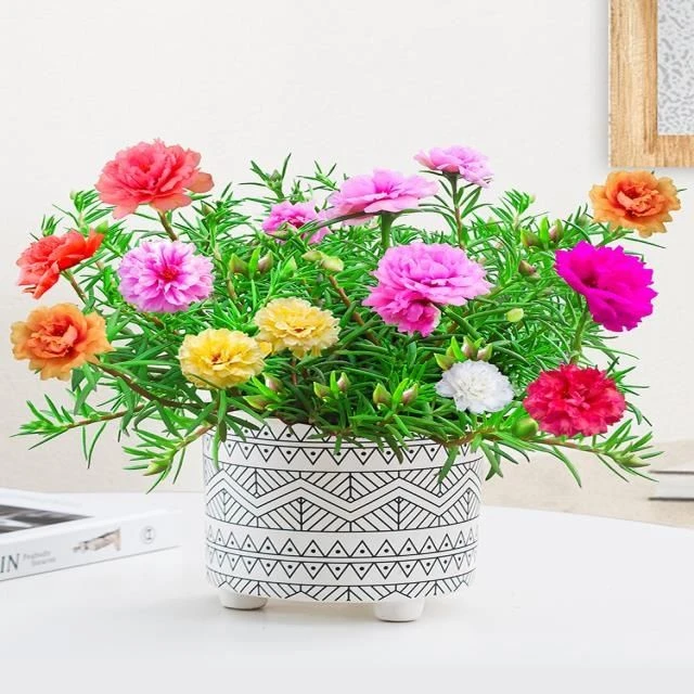 重瓣太阳花盆栽植物带花苞混色宿根室内阳台花卉开花不断四季好养