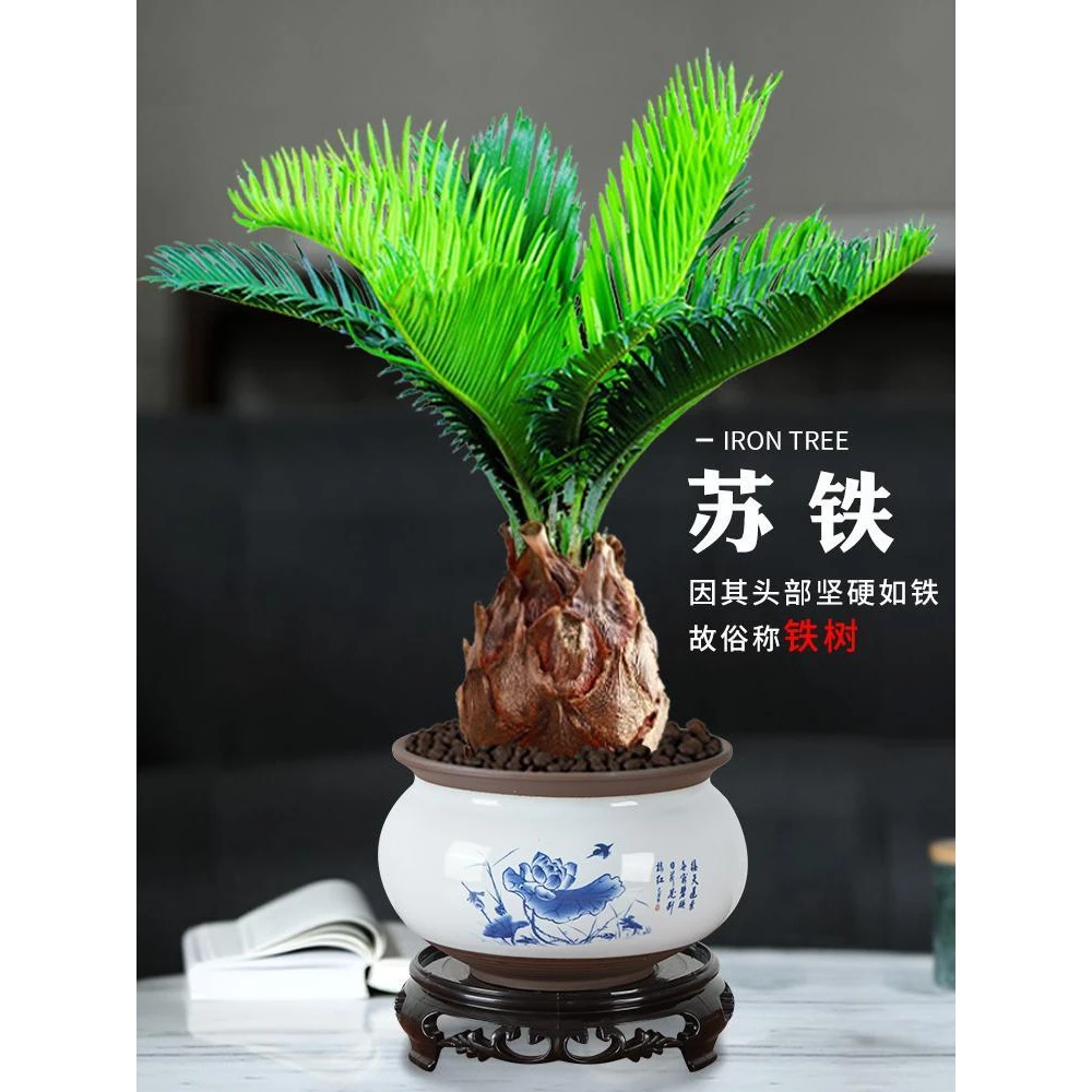 铁树盆景室内好养植物发货招财盆栽花卉办公桌庭院铁树苗四季常青