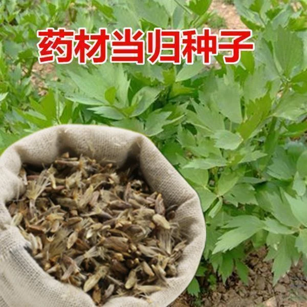 当归种籽新产中药材种子新药材岷县云种籽四季播种可食用芽率高