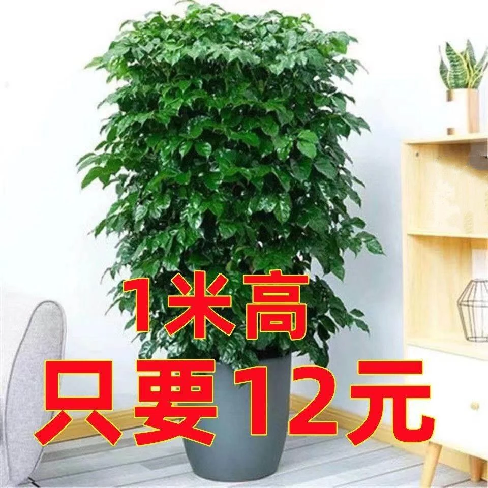 幸福树大棵特大号除客厅内办公室绿宝中大型植物吸除甲醛净化空气